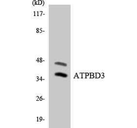 Western Blot - Anti-ATPBD3 Antibody (R12-2522) - Antibodies.com