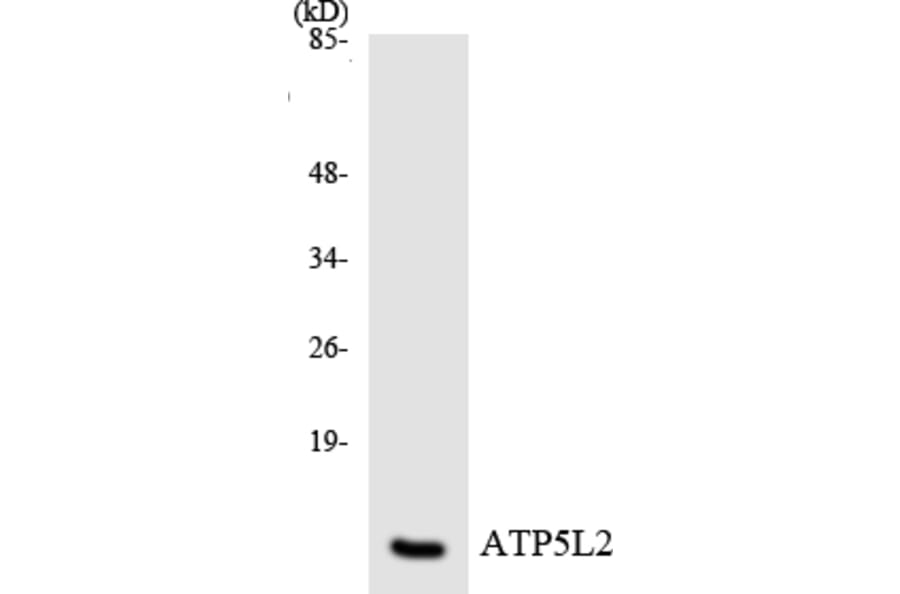 Western Blot - Anti-ATP5L2 Antibody (R12-2519) - Antibodies.com