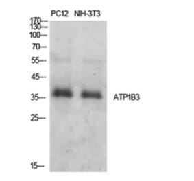 Western Blot - Anti-ATP1B3 Antibody (C30501) - Antibodies.com