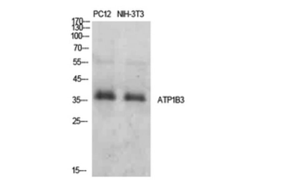 Western Blot - Anti-ATP1B3 Antibody (C30501) - Antibodies.com