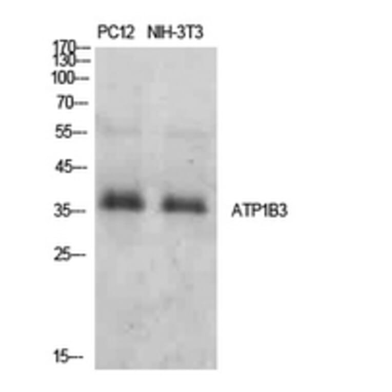 Western Blot - Anti-ATP1B3 Antibody (C30501) - Antibodies.com