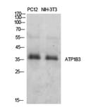 Western Blot - Anti-ATP1B3 Antibody (C30501) - Antibodies.com