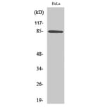 Western Blot - Anti-ANAPC5 Antibody (C20924) - Antibodies.com