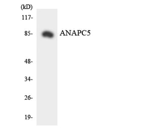 Western Blot - Anti-ANAPC5 Antibody (R12-2484) - Antibodies.com