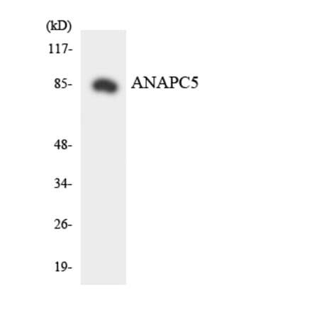 Western Blot - Anti-ANAPC5 Antibody (R12-2484) - Antibodies.com