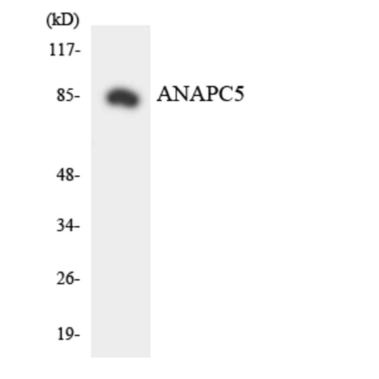 Western Blot - Anti-ANAPC5 Antibody (R12-2484) - Antibodies.com