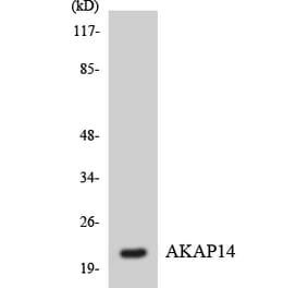 Western Blot - Anti-AKAP14 Antibody (R12-2470) - Antibodies.com