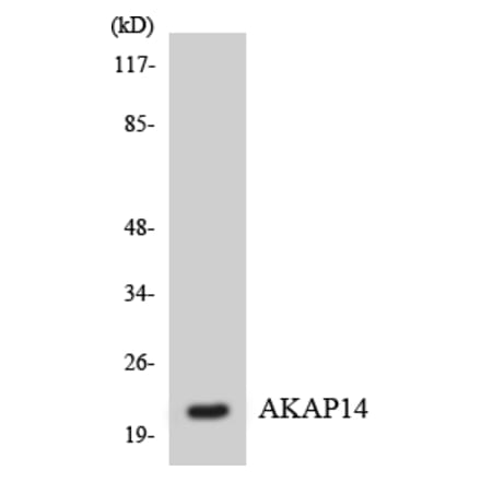 Western Blot - Anti-AKAP14 Antibody (R12-2470) - Antibodies.com