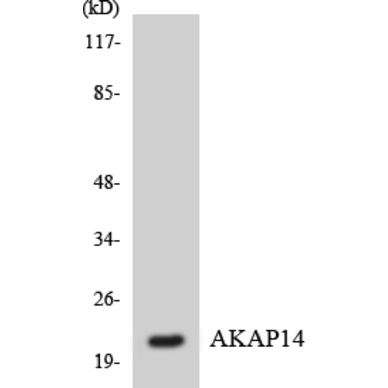 Western Blot - Anti-AKAP14 Antibody (R12-2470) - Antibodies.com