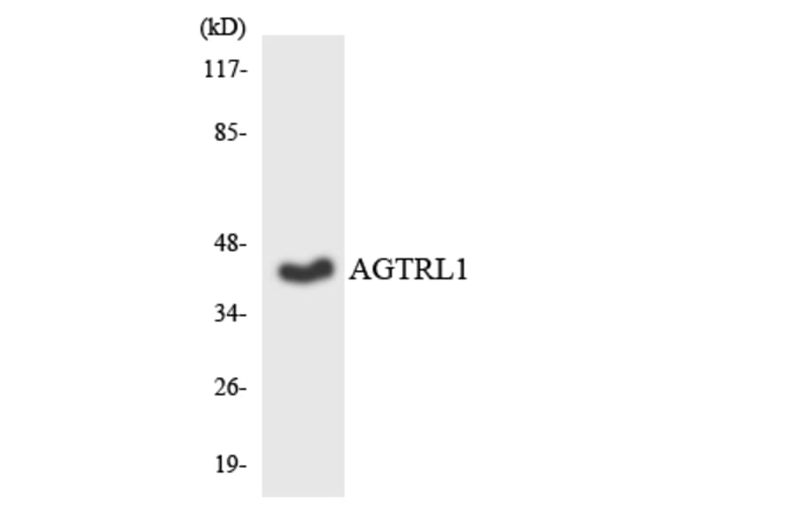 Western Blot - Anti-AGTRL1 Antibody (R12-2464) - Antibodies.com