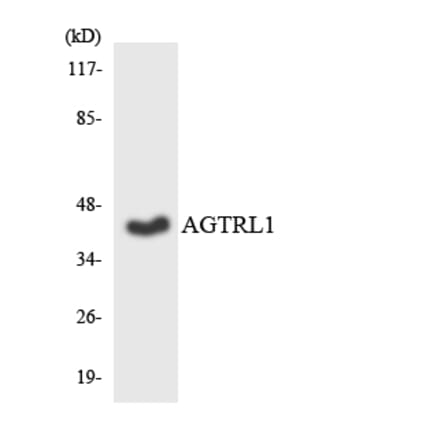 Western Blot - Anti-AGTRL1 Antibody (R12-2464) - Antibodies.com