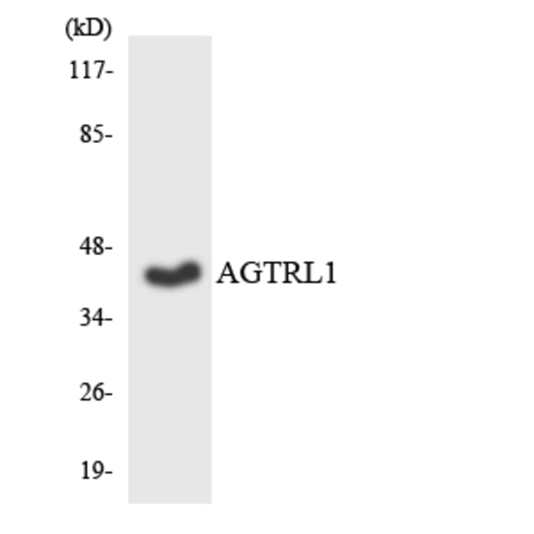 Western Blot - Anti-AGTRL1 Antibody (R12-2464) - Antibodies.com