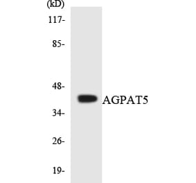Western Blot - Anti-AGPAT5 Antibody (R12-2462) - Antibodies.com