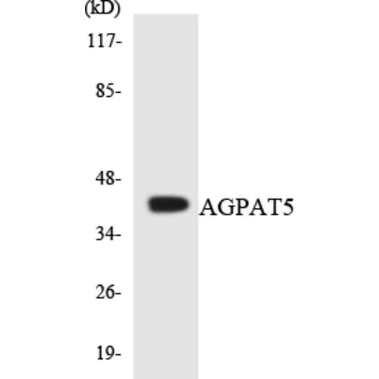 Western Blot - Anti-AGPAT5 Antibody (R12-2462) - Antibodies.com