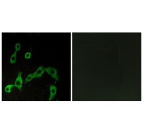 Immunofluorescence - Anti-ADRA2A Antibody (G022) - Antibodies.com