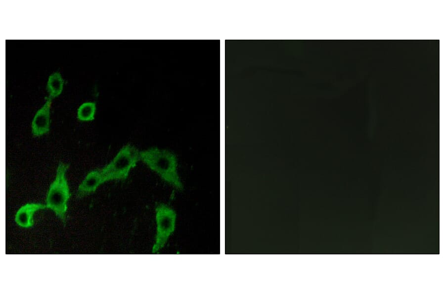 Immunofluorescence - Anti-ADRA2A Antibody (G022) - Antibodies.com
