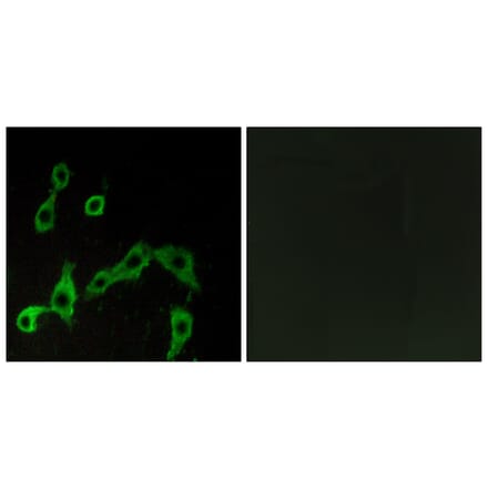 Immunofluorescence - Anti-ADRA2A Antibody (G022) - Antibodies.com