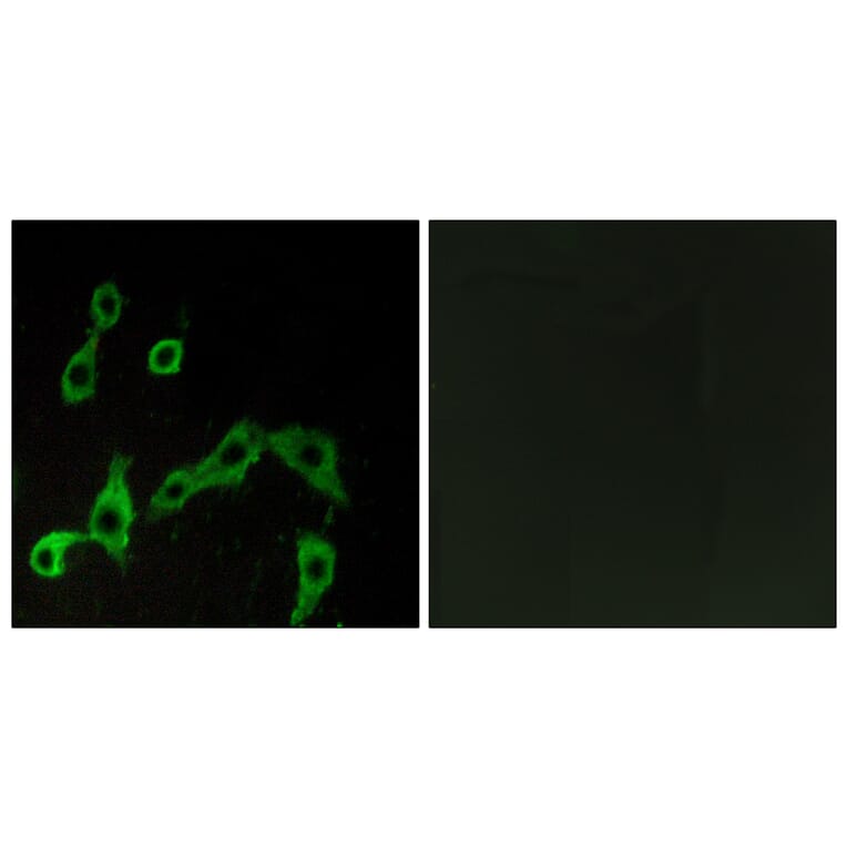 Immunofluorescence - Anti-ADRA2A Antibody (G022) - Antibodies.com