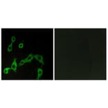 Immunofluorescence - Anti-ADRA2A Antibody (G022) - Antibodies.com