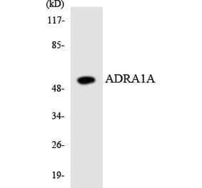 Western Blot - Anti-ADRA1A Antibody (R12-2456) - Antibodies.com