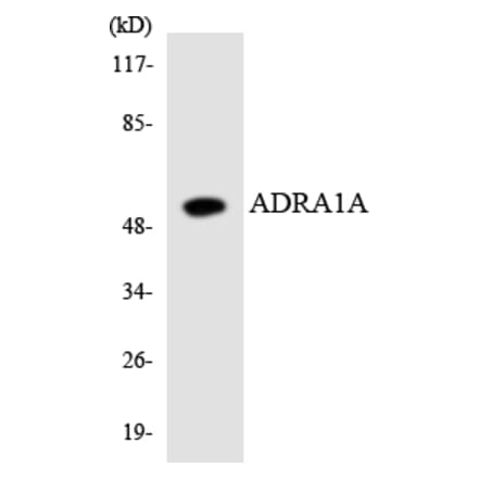 Western Blot - Anti-ADRA1A Antibody (R12-2456) - Antibodies.com