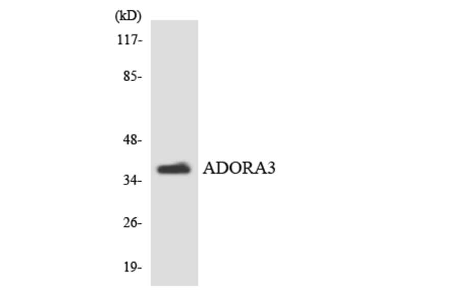 Western Blot - Anti-ADORA3 Antibody (R12-2455) - Antibodies.com