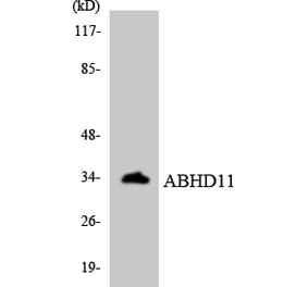 Western Blot - Anti-ABHD11 Antibody (R12-2430) - Antibodies.com