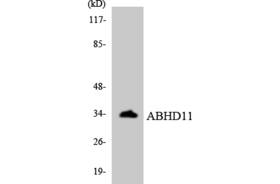 Western Blot - Anti-ABHD11 Antibody (R12-2430) - Antibodies.com