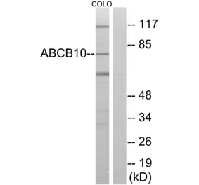 Western Blot - Anti-ABCB10 Antibody (C14619) - Antibodies.com