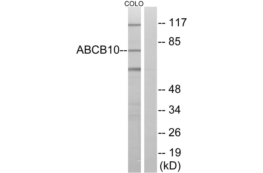 Western Blot - Anti-ABCB10 Antibody (C14619) - Antibodies.com