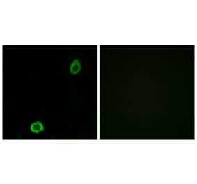 Immunofluorescence - Anti-ABCA13 Antibody (C14611) - Antibodies.com