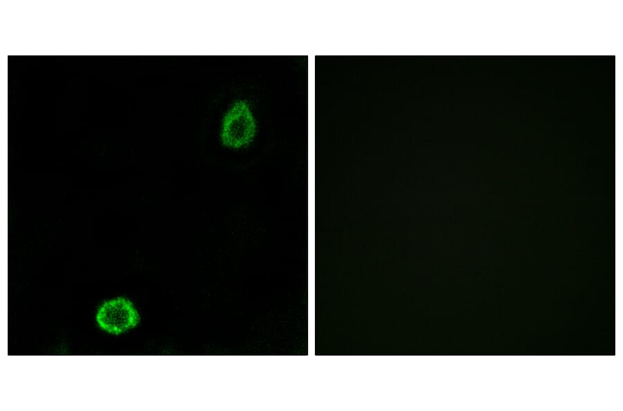 Immunofluorescence - Anti-ABCA13 Antibody (C14611) - Antibodies.com