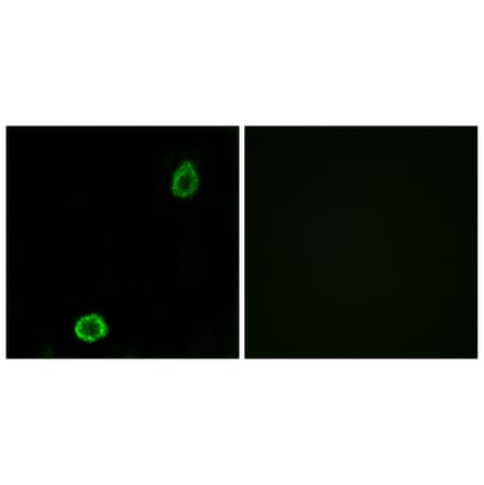 Immunofluorescence - Anti-ABCA13 Antibody (C14611) - Antibodies.com