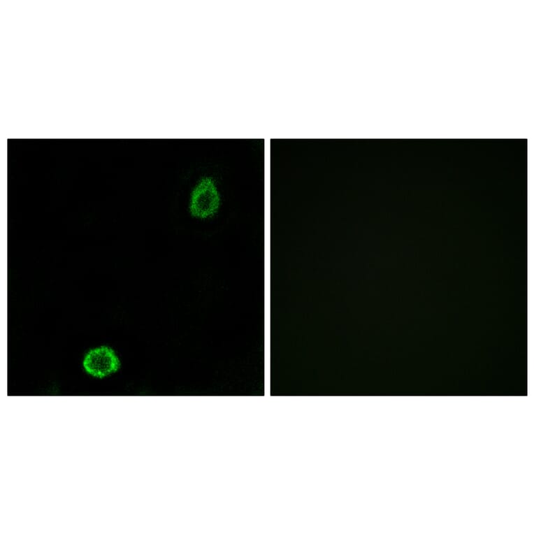 Immunofluorescence - Anti-ABCA13 Antibody (C14611) - Antibodies.com
