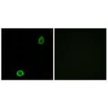 Immunofluorescence - Anti-ABCA13 Antibody (C14611) - Antibodies.com