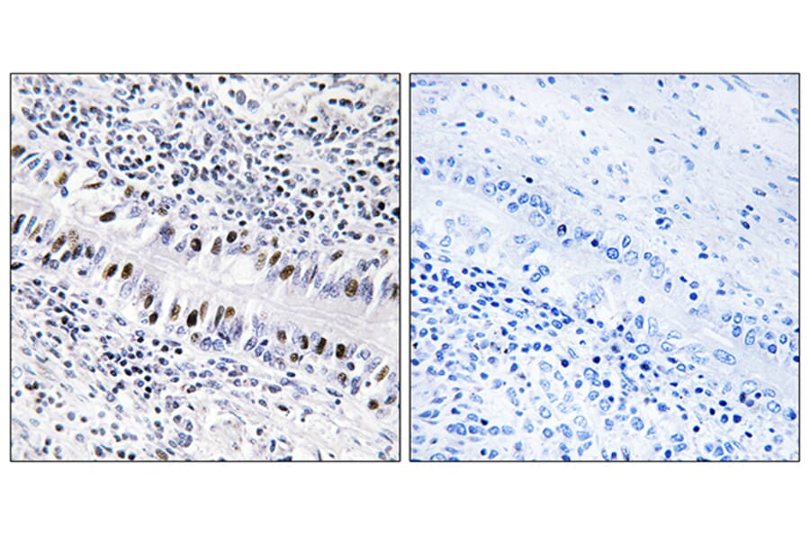 Immunohistochemistry - Anti-ZNF76 Antibody (C10573) - Antibodies.com