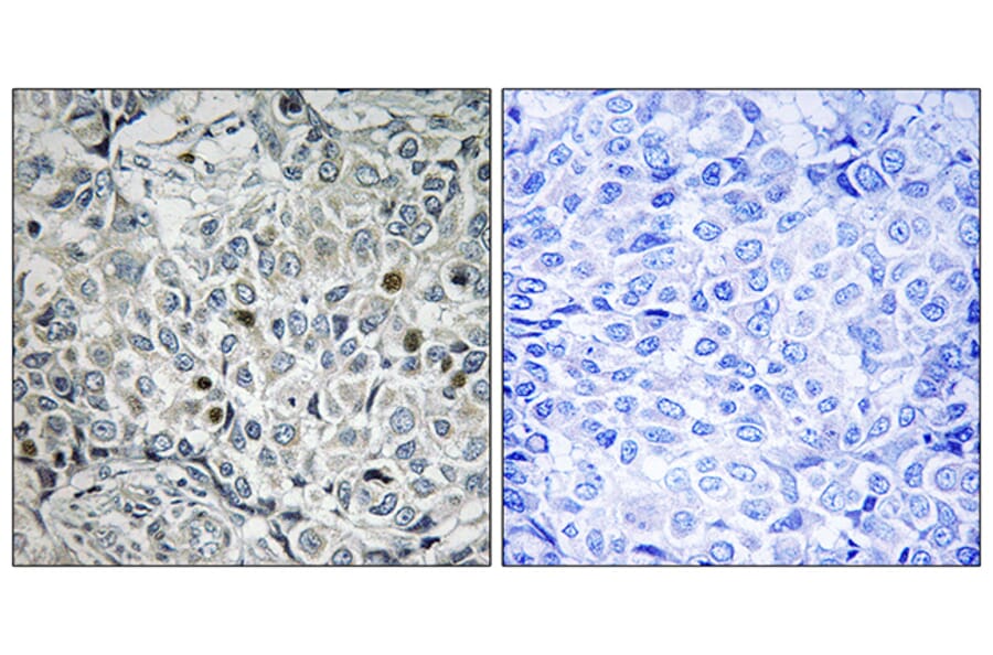 Immunohistochemistry - Anti-USP53 Antibody (C16380) - Antibodies.com