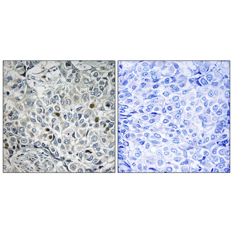 Immunohistochemistry - Anti-USP53 Antibody (C16380) - Antibodies.com