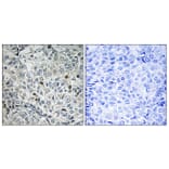 Immunohistochemistry - Anti-USP53 Antibody (C16380) - Antibodies.com