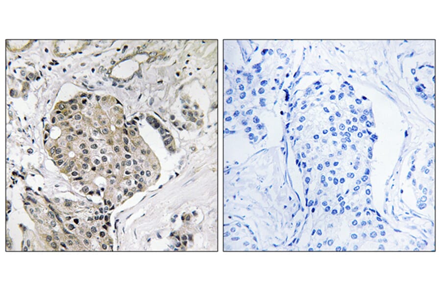 Immunohistochemistry - Anti-USP40 Antibody (C19385) - Antibodies.com