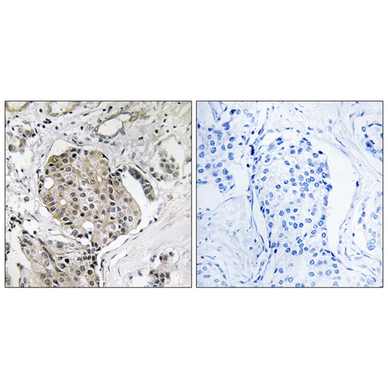 Immunohistochemistry - Anti-USP40 Antibody (C19385) - Antibodies.com