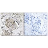 Immunohistochemistry - Anti-USP40 Antibody (C19385) - Antibodies.com