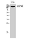 Western Blot - Anti-USP40 Antibody (C19385) - Antibodies.com