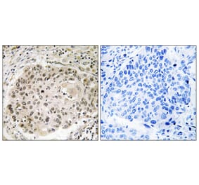 Immunohistochemistry - Anti-USP36 Antibody (C19381) - Antibodies.com