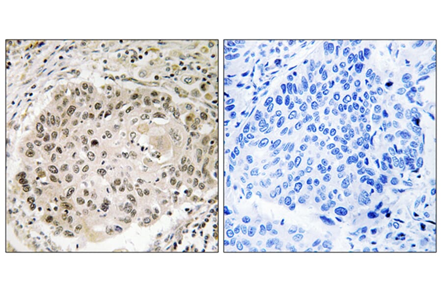 Immunohistochemistry - Anti-USP36 Antibody (C19381) - Antibodies.com