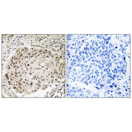 Immunohistochemistry - Anti-USP36 Antibody (C19381) - Antibodies.com