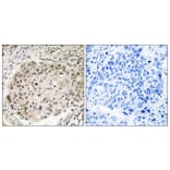 Immunohistochemistry - Anti-USP36 Antibody (C19381) - Antibodies.com