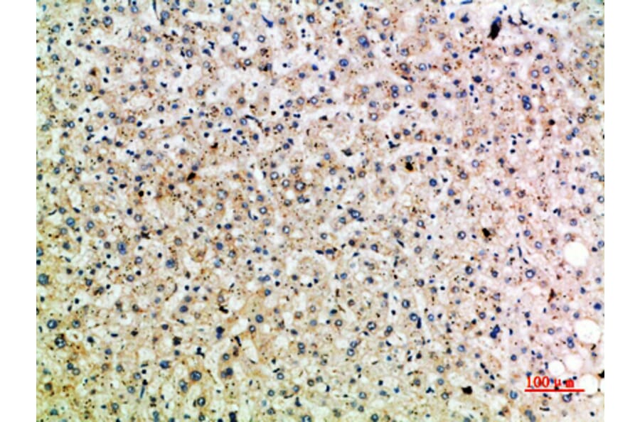 Immunohistochemistry - Anti-TRAP1 Antibody (C30876) - Antibodies.com