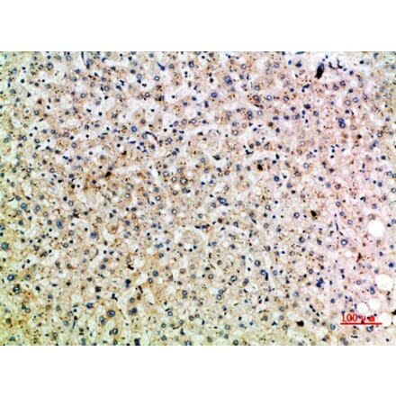 Immunohistochemistry - Anti-TRAP1 Antibody (C30876) - Antibodies.com