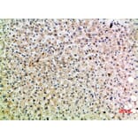Immunohistochemistry - Anti-TRAP1 Antibody (C30876) - Antibodies.com